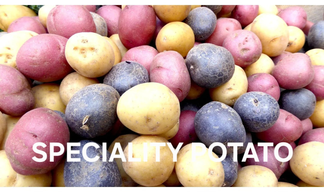 SPECIALTY POTATO
