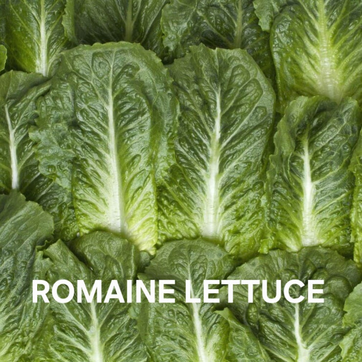 ROMAINE