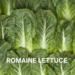 ROMAINE