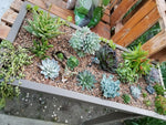 Load image into Gallery viewer, Succulents
