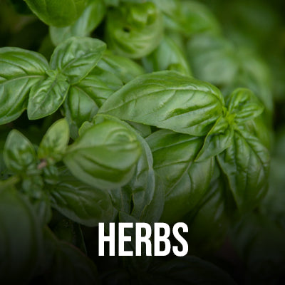 Herbs (Bunch)